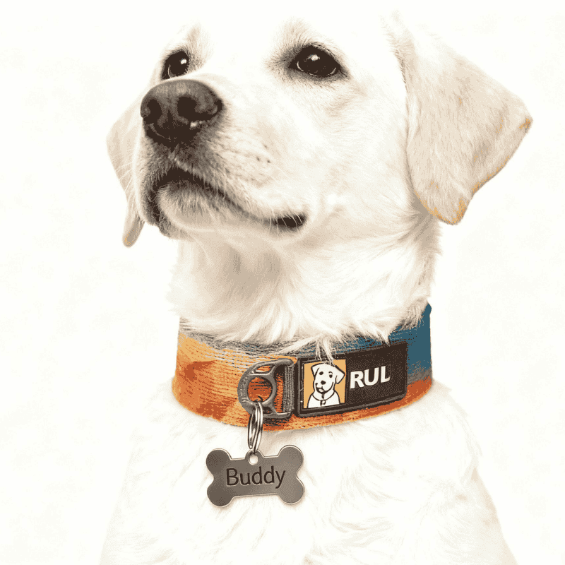 Personalized Bone Dog Tag - Engraved Stainless Steel Pet ID