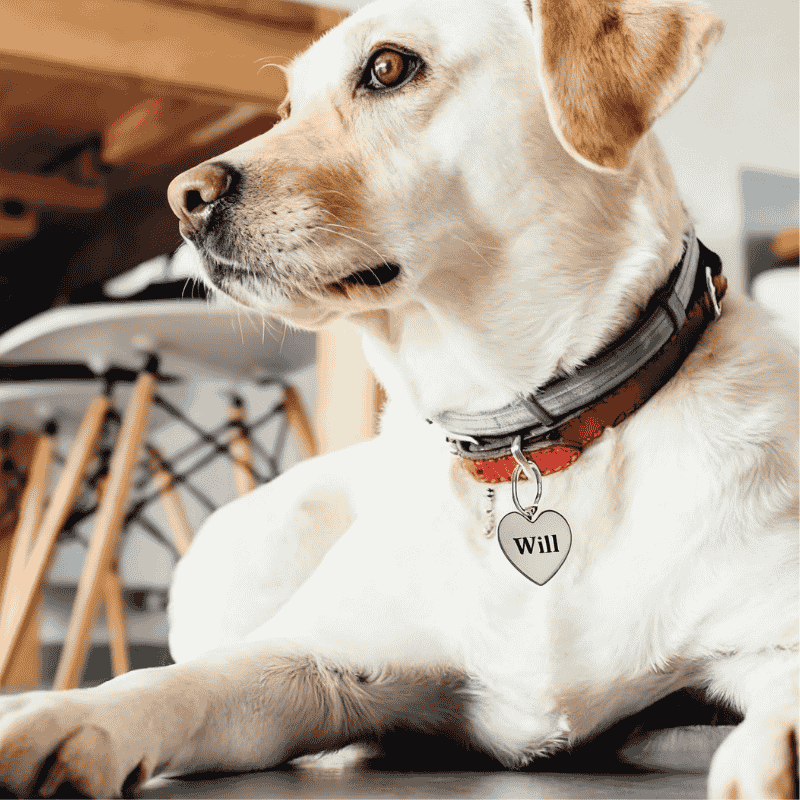 Custom Heart Stainless Steel Dog Tag - Personalized Pet ID
